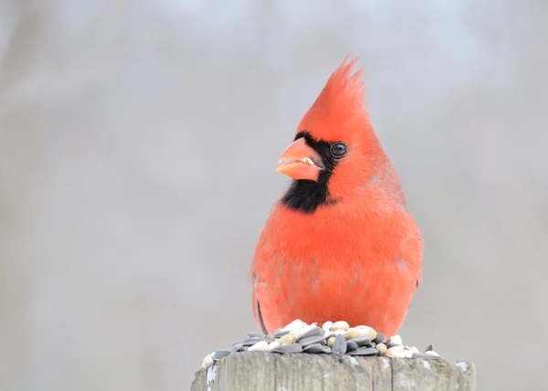 Male Cardinal Perched Post — Stock Photo, Image
