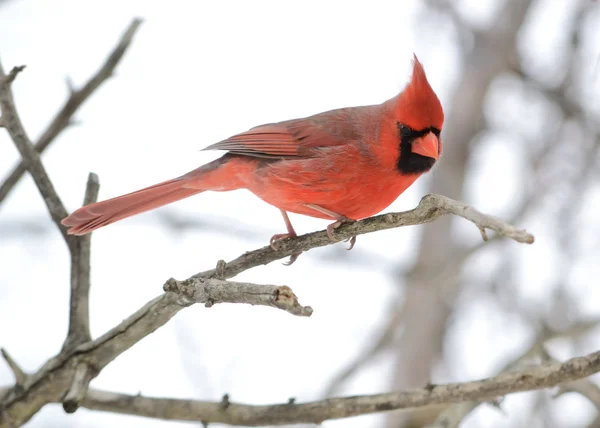 Erkek Bir Kardinal Ağaç Dalına Tünemiş — Stok fotoğraf