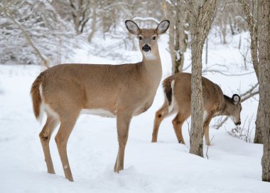 Kışın kar ormanda Whitetail Geyik doe ayakta.