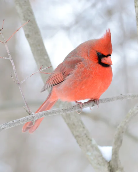 Male Cardinal Perched Tree Branch — Stock Photo, Image
