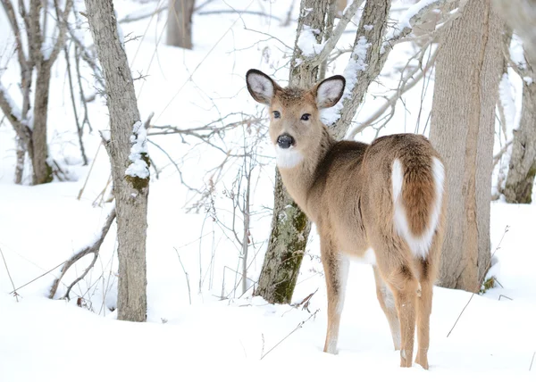 Whitetail Rådjur Ettåring Stående Skogen Vinter Snö — Stockfoto
