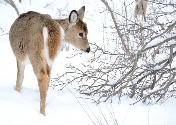 Yearling de ciervo de cola blanca —  Fotos de Stock
