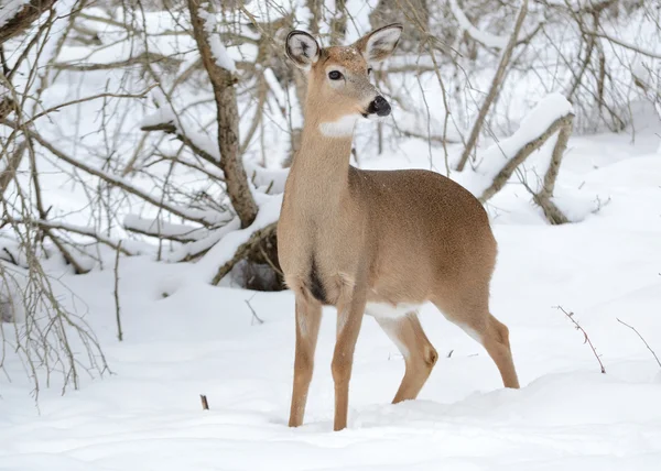 Whitetail Deer Doe Stojí Lese Zimě Sněhem — Stock fotografie