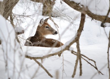 Kışın kar ormanda Yataklı whitetail geyik doe.