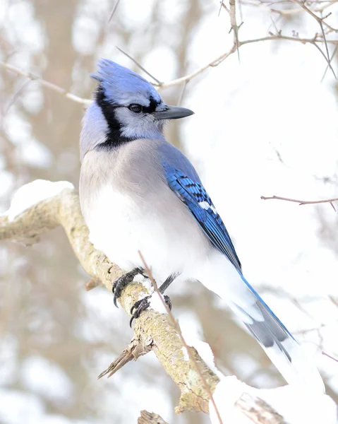 Blue Jay Perched Tree Branch — Stock Photo, Image