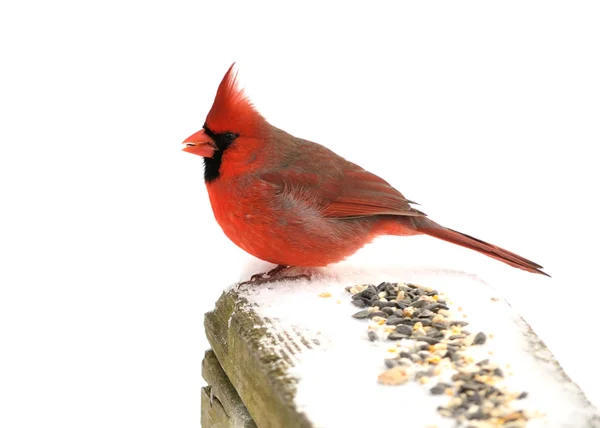 Cardenal del Norte — Foto de Stock