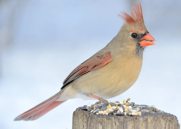Eine Kardinalin Die Auf Einer Parkbank Hockt Und Vogelsamen Isst — Stockfoto