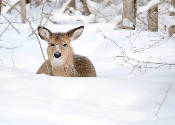 Whitetail Herten Jaarling Bedden Het Bos Wintersneeuw — Stockfoto