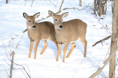 Whitetail Geyik yaşındaki ve doe