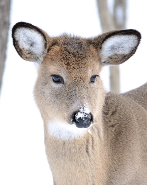 Whitetail Deer Ročků Stojí Lese Zimě Sněhem — Stock fotografie