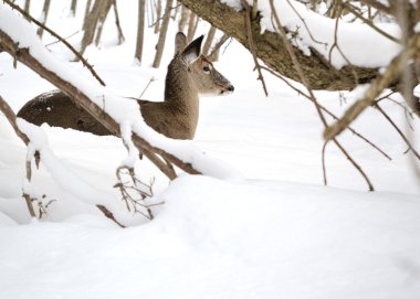 Kışın kar ormanda Yataklı whitetail geyik doe.