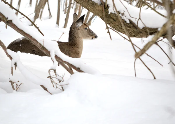 Kışın Kar Ormanda Yataklı Whitetail Geyik Doe — Stok fotoğraf