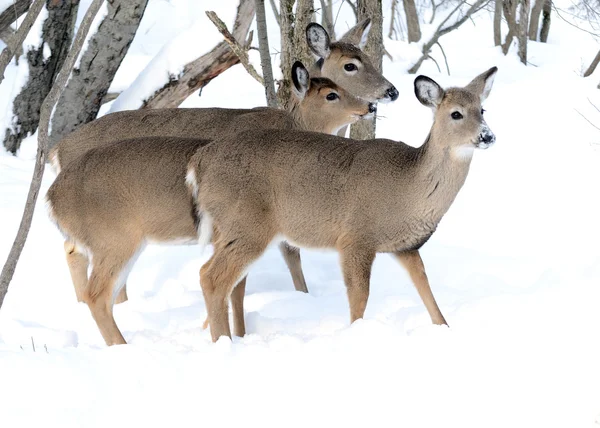 白尾鹿鹿幼崽和 Doe 站在森林的冬天的雪 — 图库照片