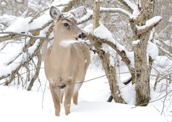 Whitetail Cervo Doe Piedi Nel Bosco Inverno Neve — Foto Stock