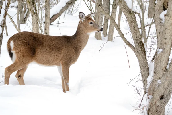 白尾鹿鹿母鹿站在森林的冬天的雪 — 图库照片