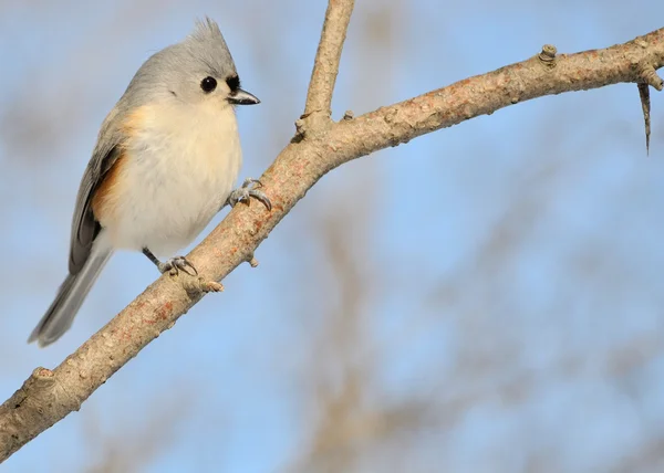 Tufted Titmouse Perched Tree Branch — Stock Photo, Image