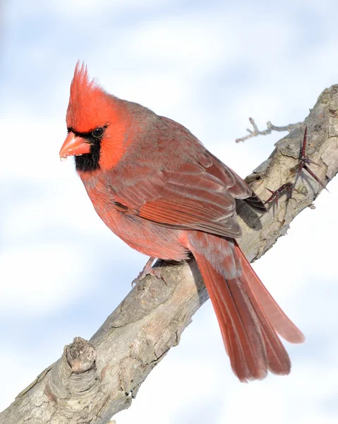 Male Cardinal Perched Tree Branch — Stock Photo, Image