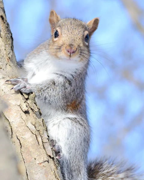 Ein Graues Eichhörnchen Hockt Einem Baum — Stockfoto