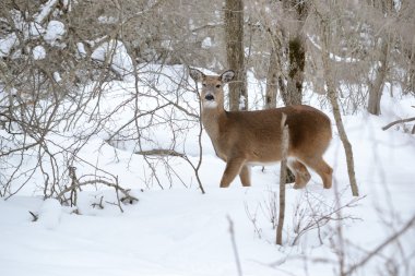 Kışın kar ormanda Whitetail Geyik doe ayakta.