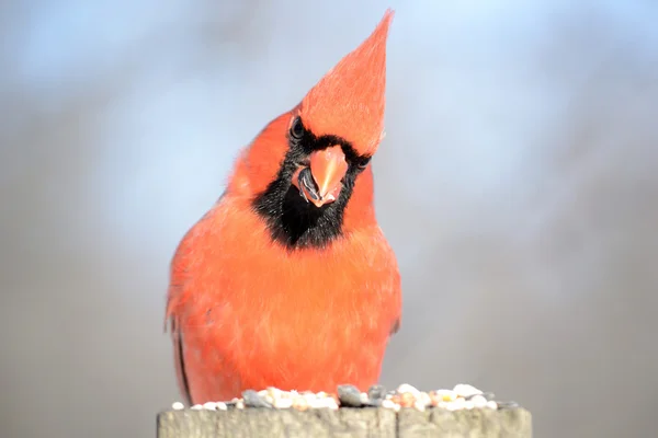 Norra kardinal — Stockfoto