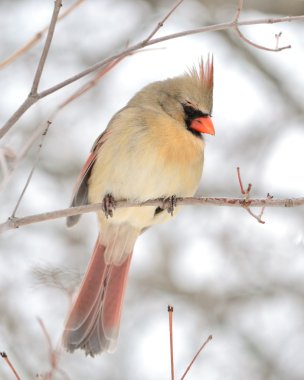 A female cardinal perched on a tree branch. clipart