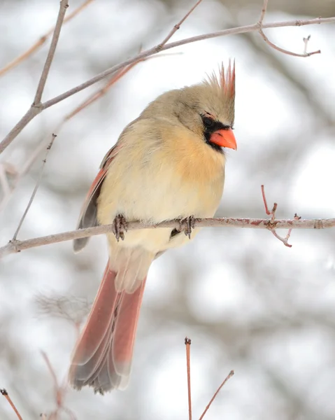Une Cardinal Femelle Perchée Sur Une Branche Arbre — Photo