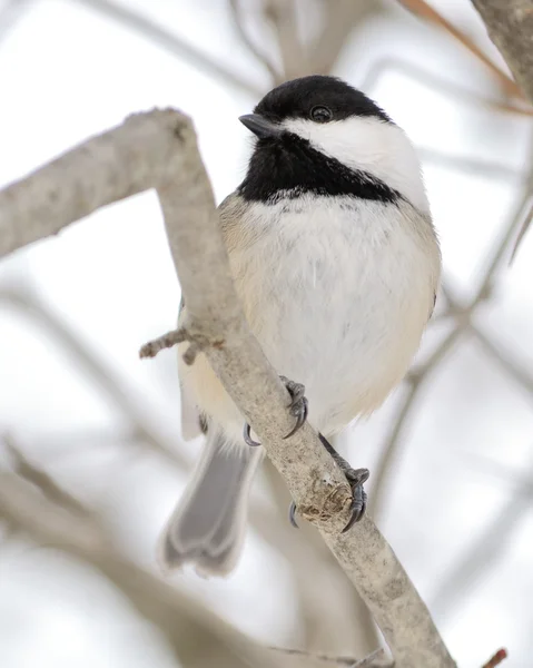 Black Capped Chickadee Perched Tree Branch — Stock Photo, Image