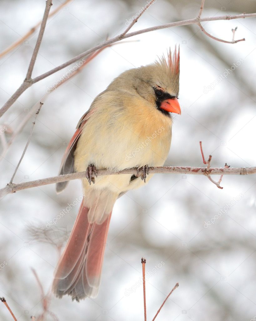 Female Cardinal — Stock Photo © brm1949 4732412