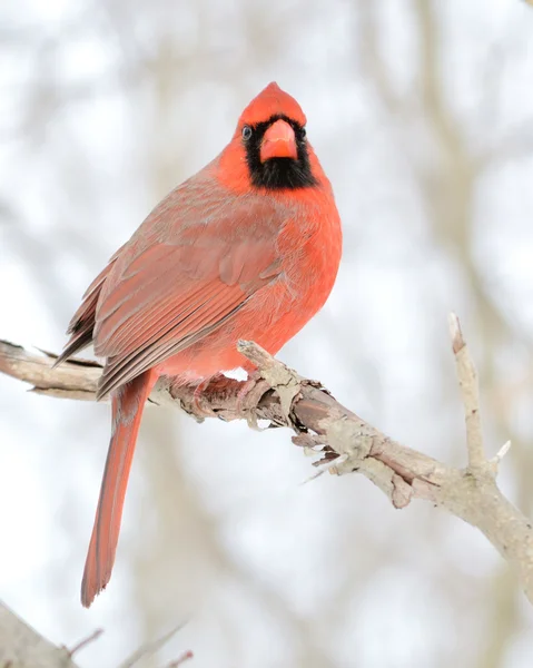 Cardinal Mâle Perché Sur Une Branche Arbre — Photo