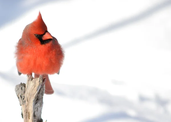 Kuzey Kardinal — Stok fotoğraf