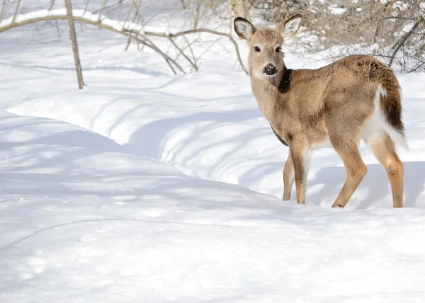 Yearling de ciervo de cola blanca — Foto de Stock