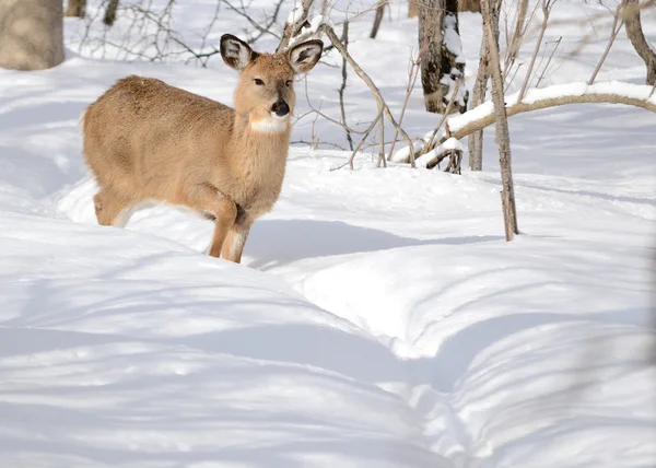 Whitetail Ελάφια Yearling Στέκεται Στο Δάσος Στο Χιόνι Του Χειμώνα — 图库照片