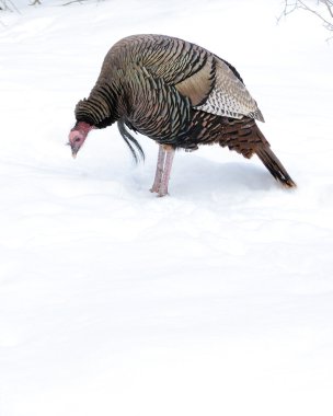 Wild Türkiye