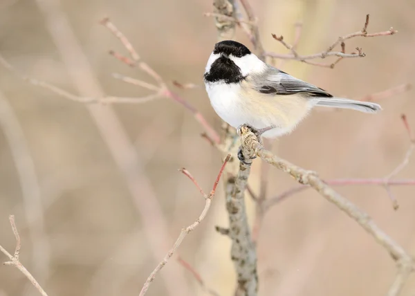 Black Capped Chickadee Perched Tree Branch — Stock Photo, Image