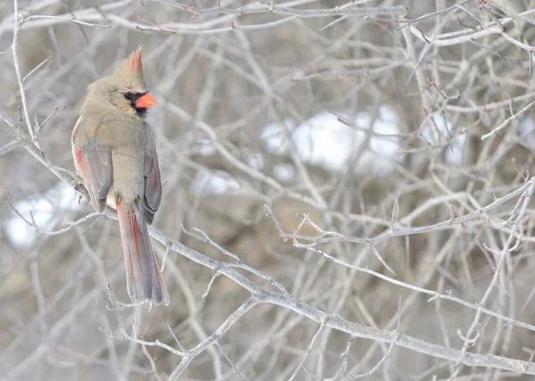 Female Cardinal Perched Tree Branch — Stock Photo, Image