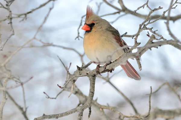 Cardinal Femelle Perché Sur Une Branche Arbre — Photo