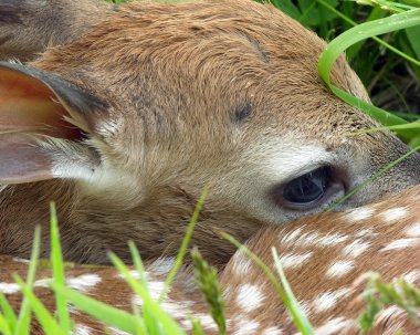 Whitetail Deer Fawn clipart