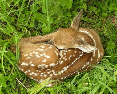 Whitetail Geyik geyik yavrusu