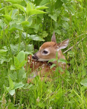 Whitetail Geyik geyik yavrusu