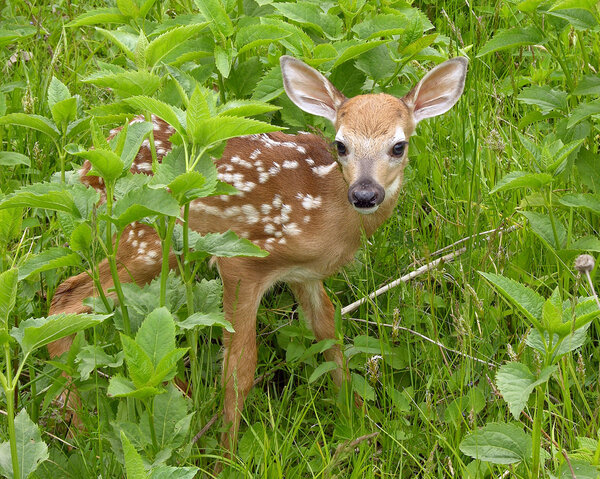 Whitetail deer fawn standing in tall grass.