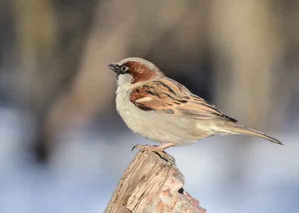 House Sparrow Perched Tree Stump — Stock Photo, Image