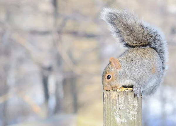 Ein Graues Eichhörnchen Das Auf Einem Pfosten Hockt Und Vogelsamen — Stockfoto