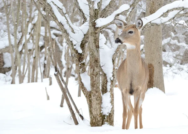 Cucciolo di cervo whitetail — Foto Stock