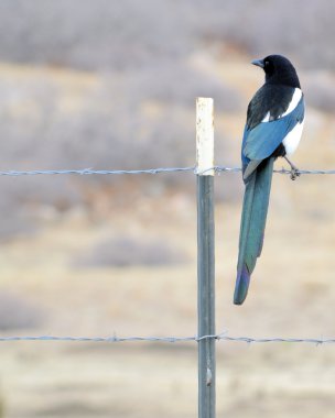 Black-billed Magpie clipart