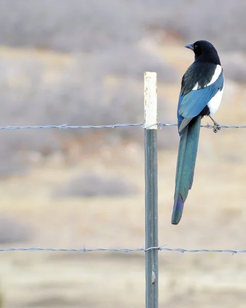 stock image Black-billed Magpie