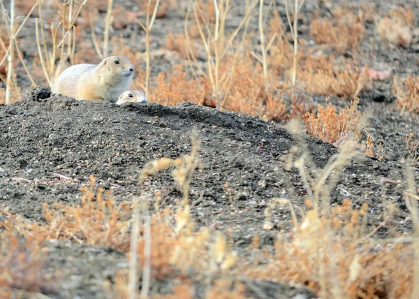 Black-Tailed Prairie Dog — Stock Photo, Image