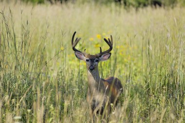 Whitetail Geyik buck