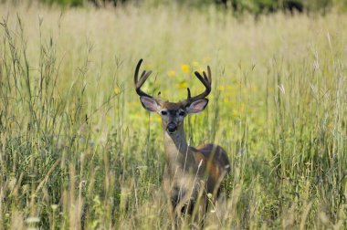 Whitetail Deer Buck clipart