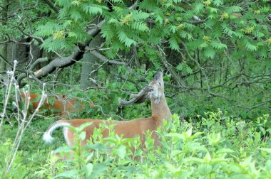 Whitetail Geyik buck