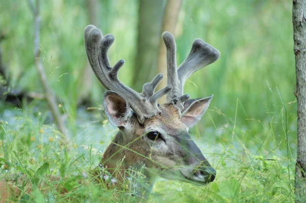 Whitetail cervo buck — Foto Stock